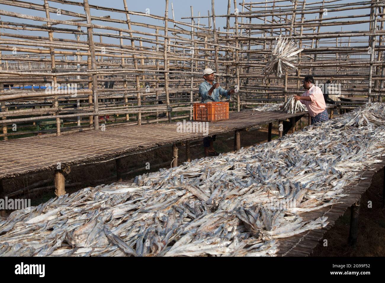 Fischer, die an der Vorbereitung von Trockenfischen am Ufer der Bucht von Bengalen in Digha, Westbengalen, Indien, arbeiten Stockfoto