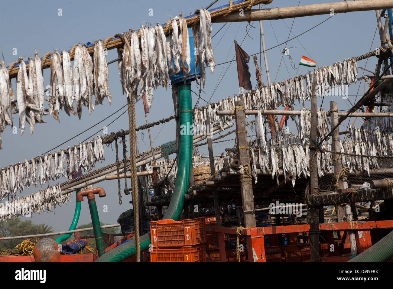 Fische werden im Sonnenlicht getrocknet, um verschiedene Fische in Trawlern zuzubereiten, die gerade von der Tiefseefischerei in der Bucht von Bengalen zurückgekehrt sind. Stockfoto