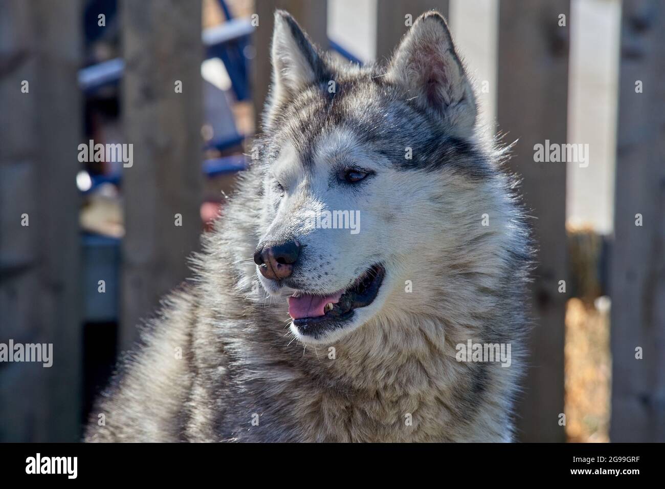 Porträt der Schnauze eines Husky-Hundes aus der Nähe Stockfoto