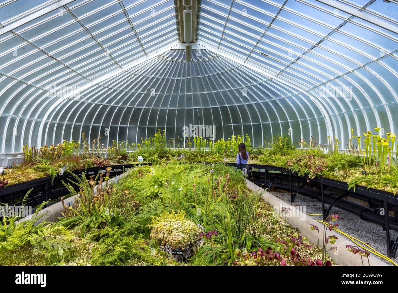 Das Innere des viktorianischen, schmiedeeisernen Kibble Palace-Glasshauses in den Glasgow Botanic Gardens im West End von Glasgow, Schottland, Großbritannien Stockfoto