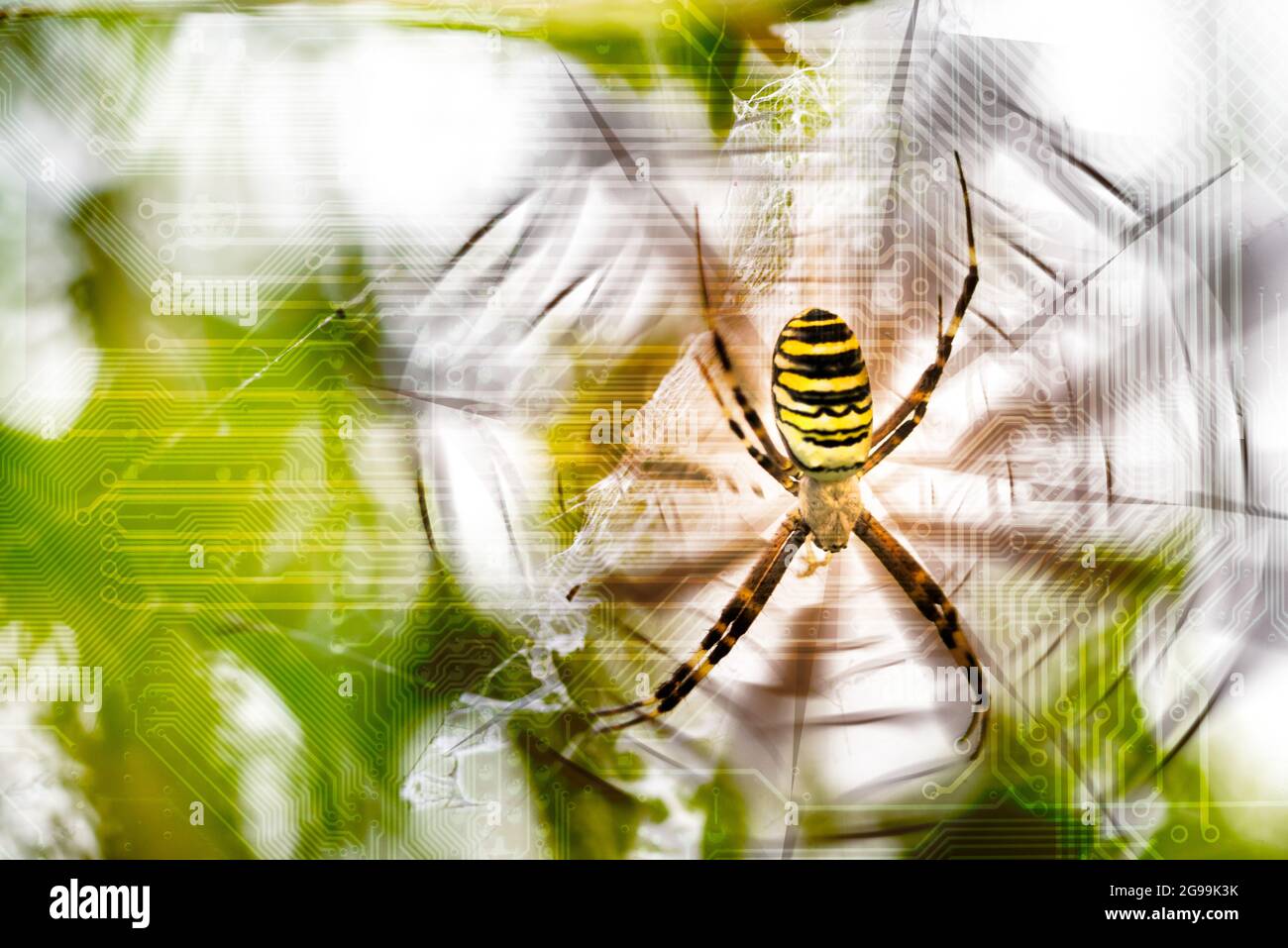 Konzeptuelles Spinnennetz und Wespenspinnen im Natur- und Technologie-Leiterplattenhintergrund. Futuristische Welt, in der die Natur mit der Rechenleistung verflochten ist Stockfoto