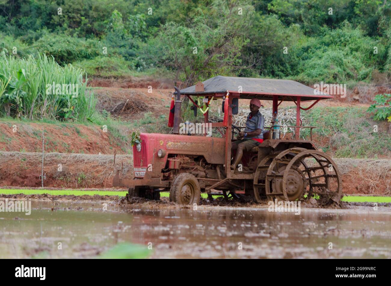 Traktormaschine arbeitet an der Reispflanzenlandwirtschaft in India Village Stockfoto