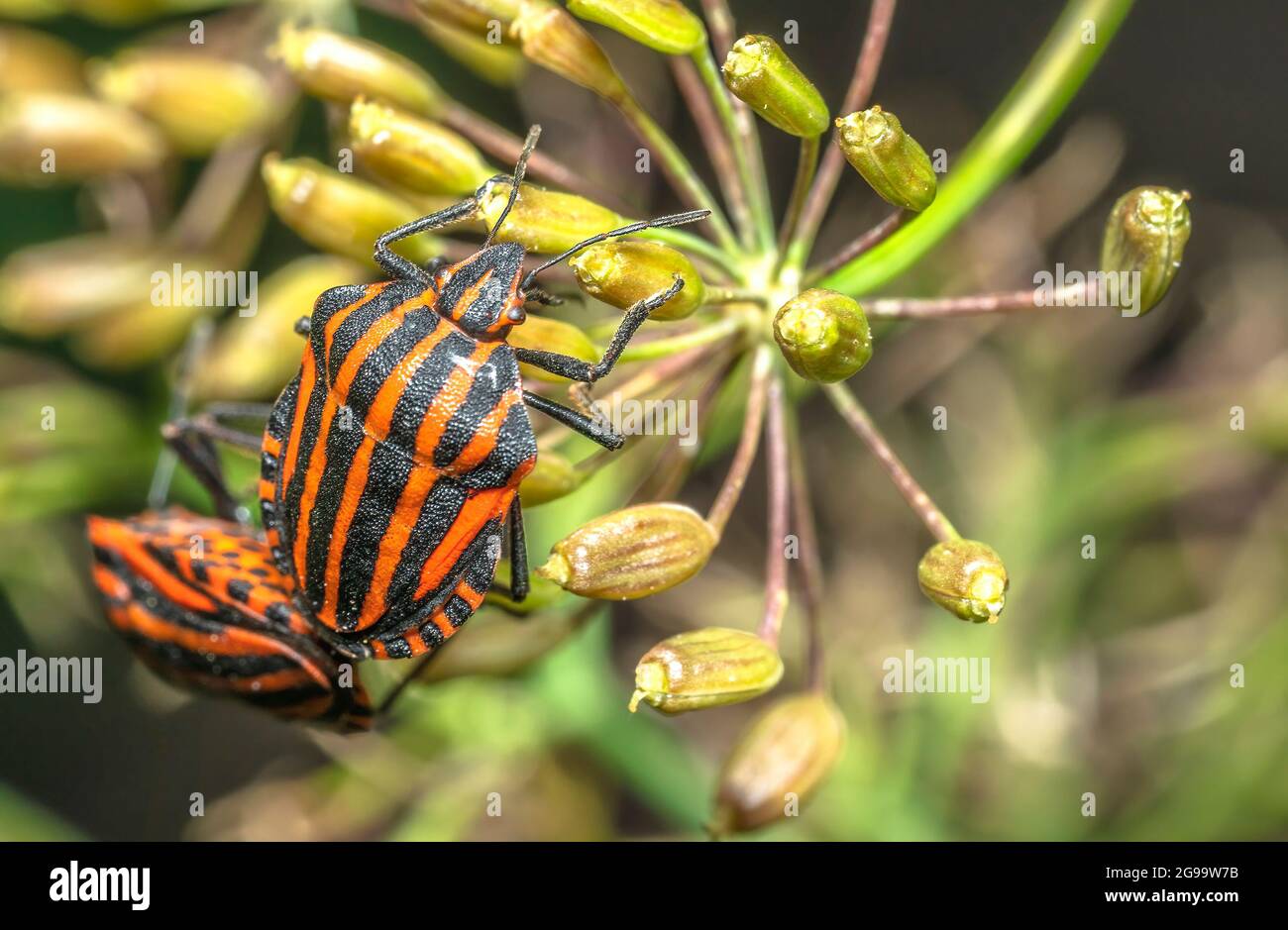 Graphosoma italicum oder italienischer Käfer setzt sich auf Blumen Stockfoto