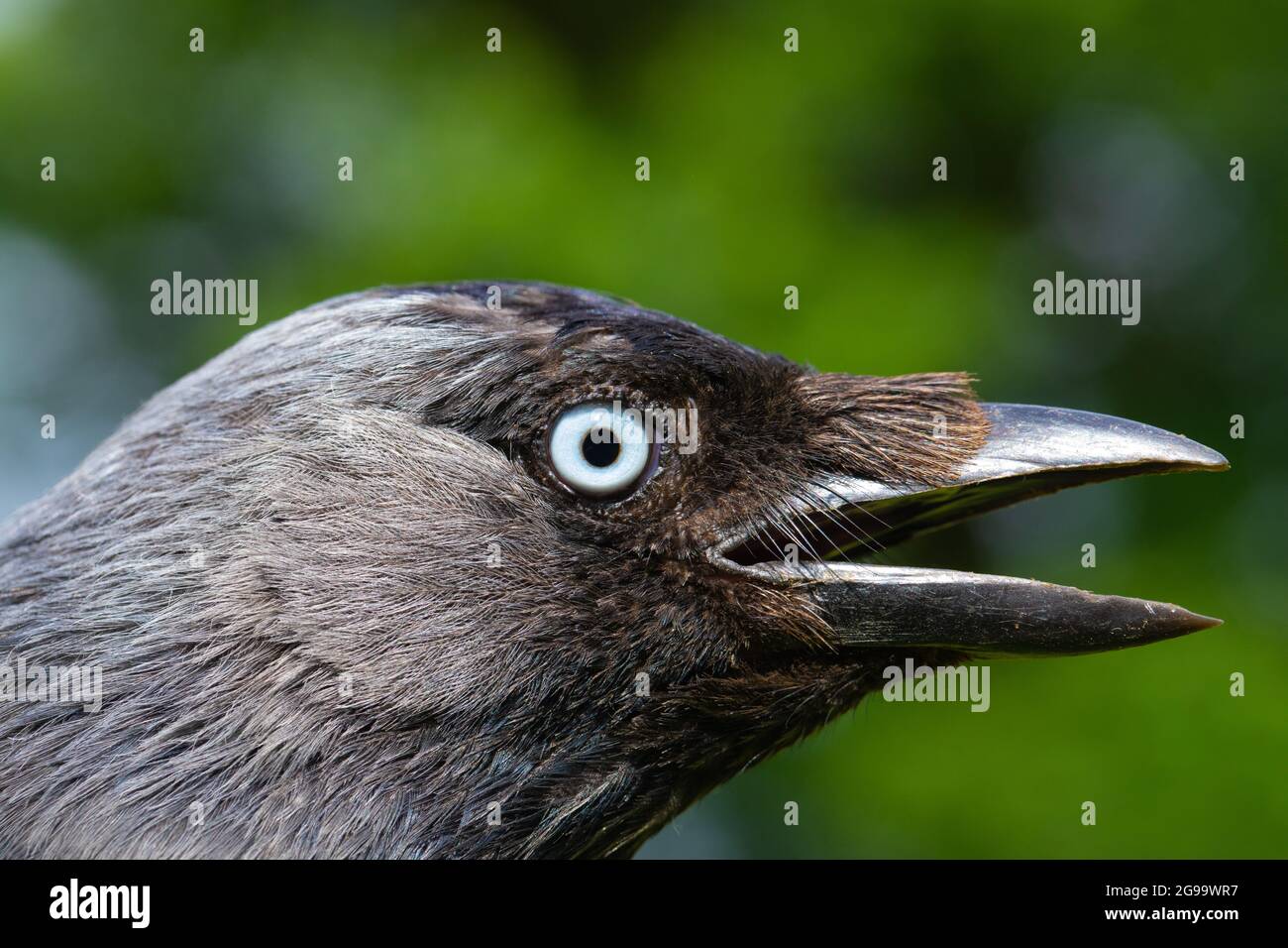 Dohlen (Corvus monedula), mit grauen Federn auf dem Kopf, leuchtend blaue Iris des Auges, eines erwachsenen Vogels. Anrufen. Offene Mandibles, uppe Stockfoto