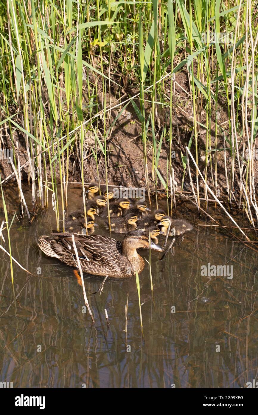 Wilde Stockente (Anas platyrhynchos). Begleitete und schützte ihre zehn vorkozialen oder nidifugösen jungen Schlupfentchen. Aus Phragmiten hervorgegangen Stockfoto