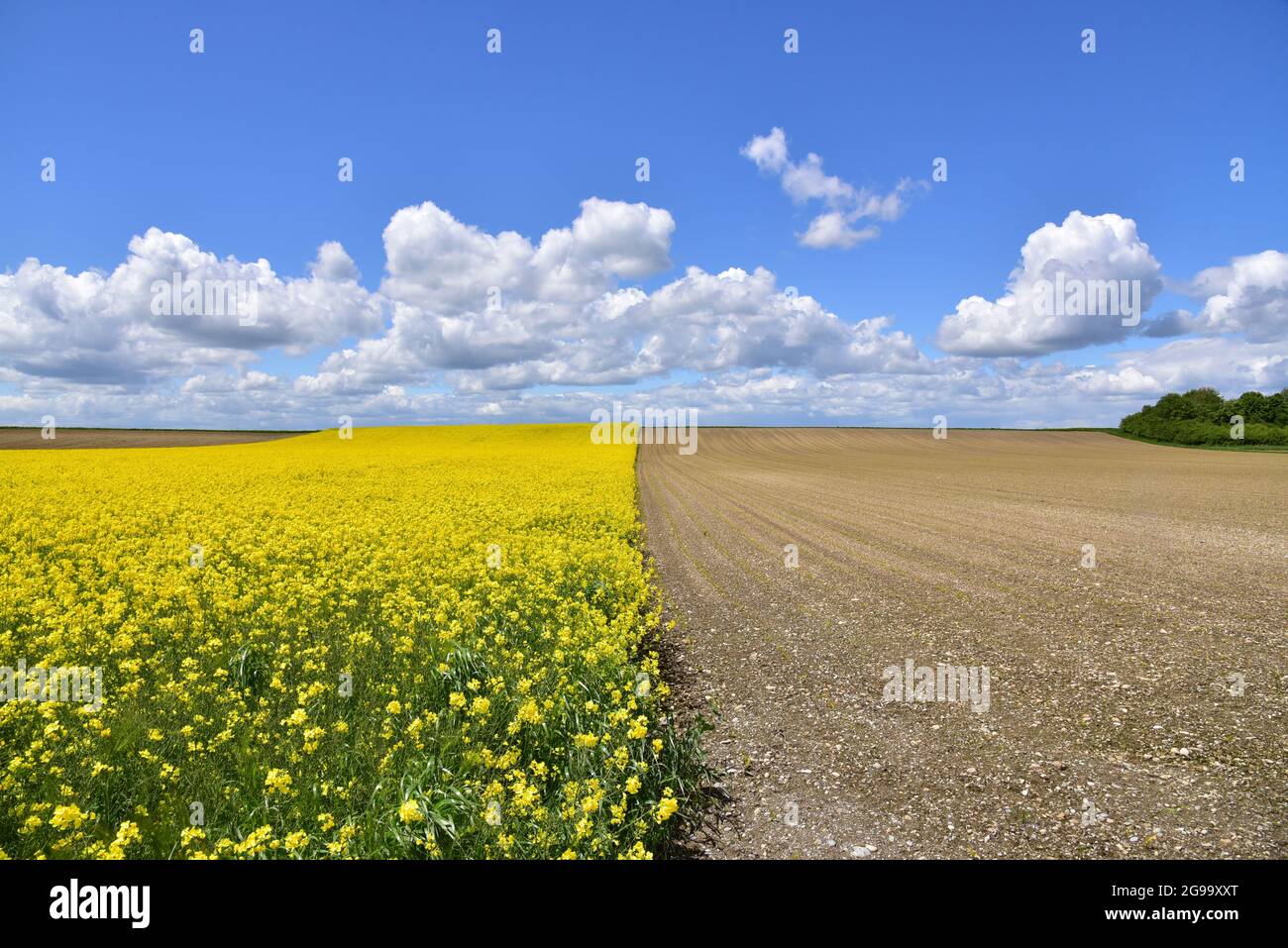 Felder mit Raps in Schwaben, Bayern, Deutschland, Europa Stockfoto