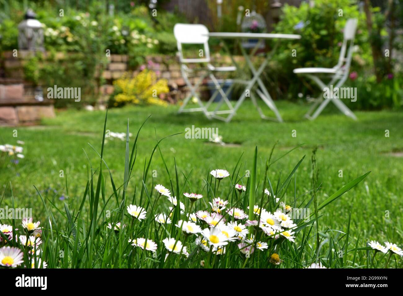 Gänseblümchen (Bellis perennis) in einem privaten Garten, Bayern, Deutschland, Europa Stockfoto