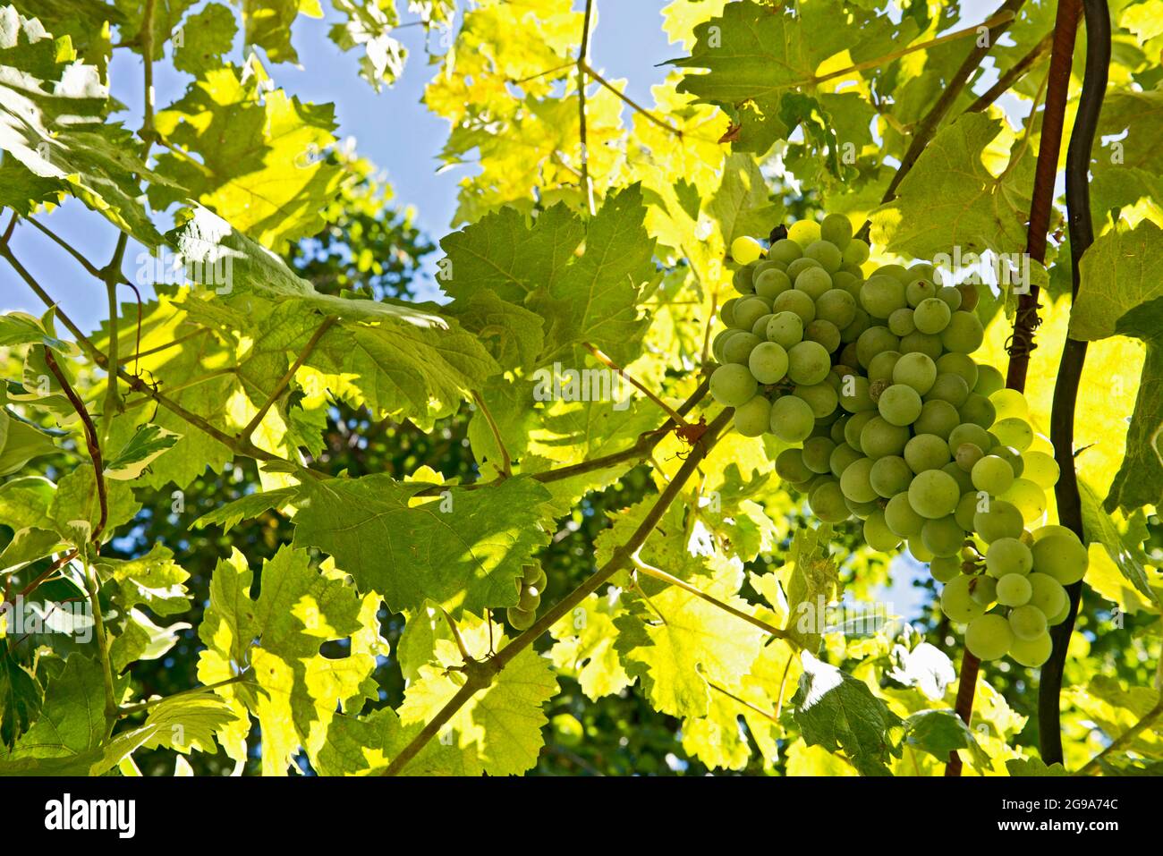 Die Trauben sind fast reif für die Lese auf dem Weingut in Frankreich Stockfoto