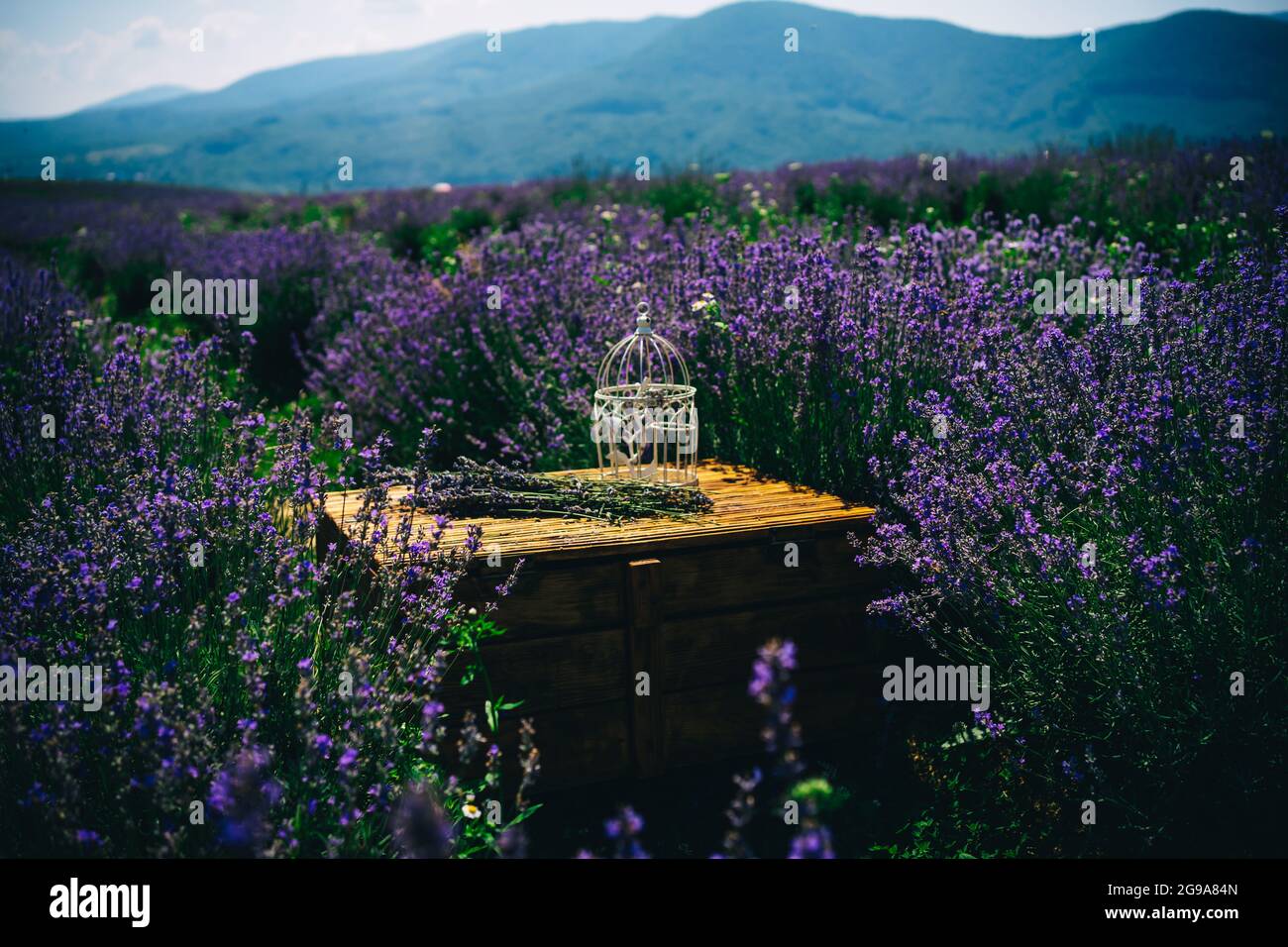 Leerer Vogelkäfig in einem Lavendelfeld Stockfoto