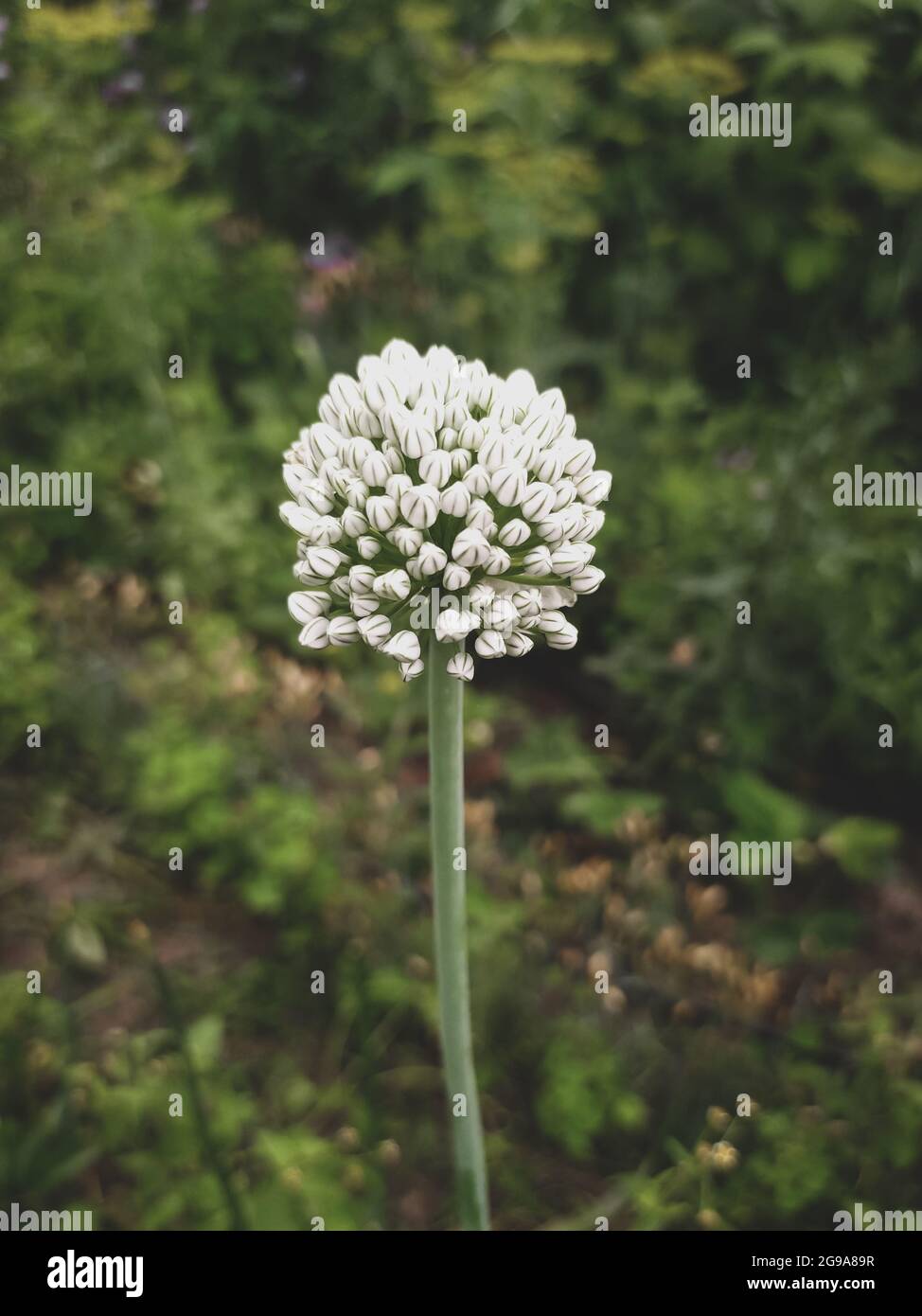 Zwiebelblüte in der Nähe des Gartens Stockfoto