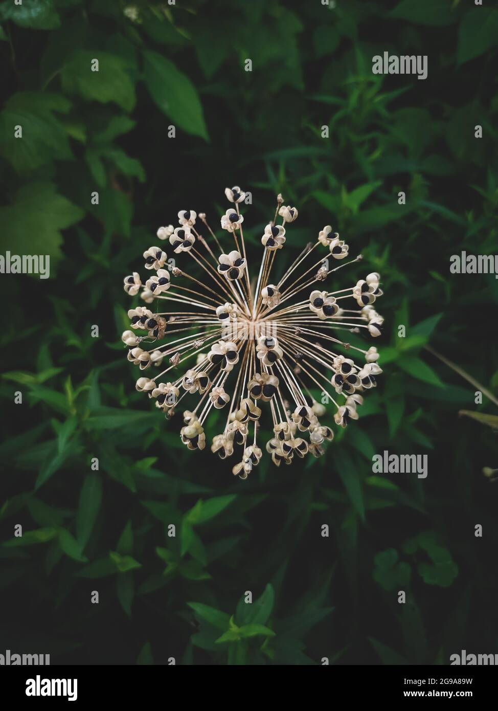 Zwiebelsamen im Blütenstand auf dunkelgrünem Hintergrund aus der Nähe Stockfoto
