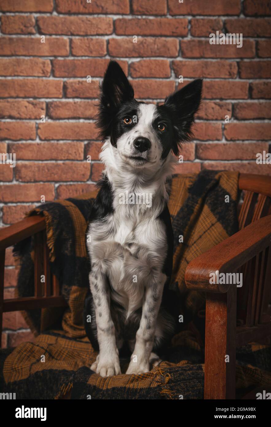 Junger Border Collie Welpe sitzt auf einem Stuhl drinnen Stockfoto