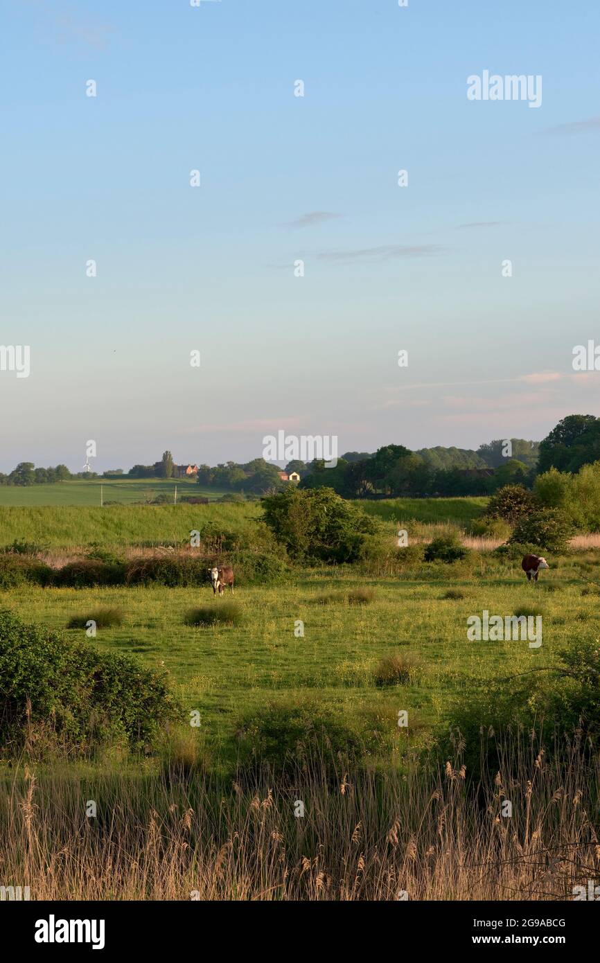 Kühe grasen im Tal, durch das der Fluss Deben in der Nähe von Woodbridge, Suffolk, East Anglia, Großbritannien, fließt. Stockfoto