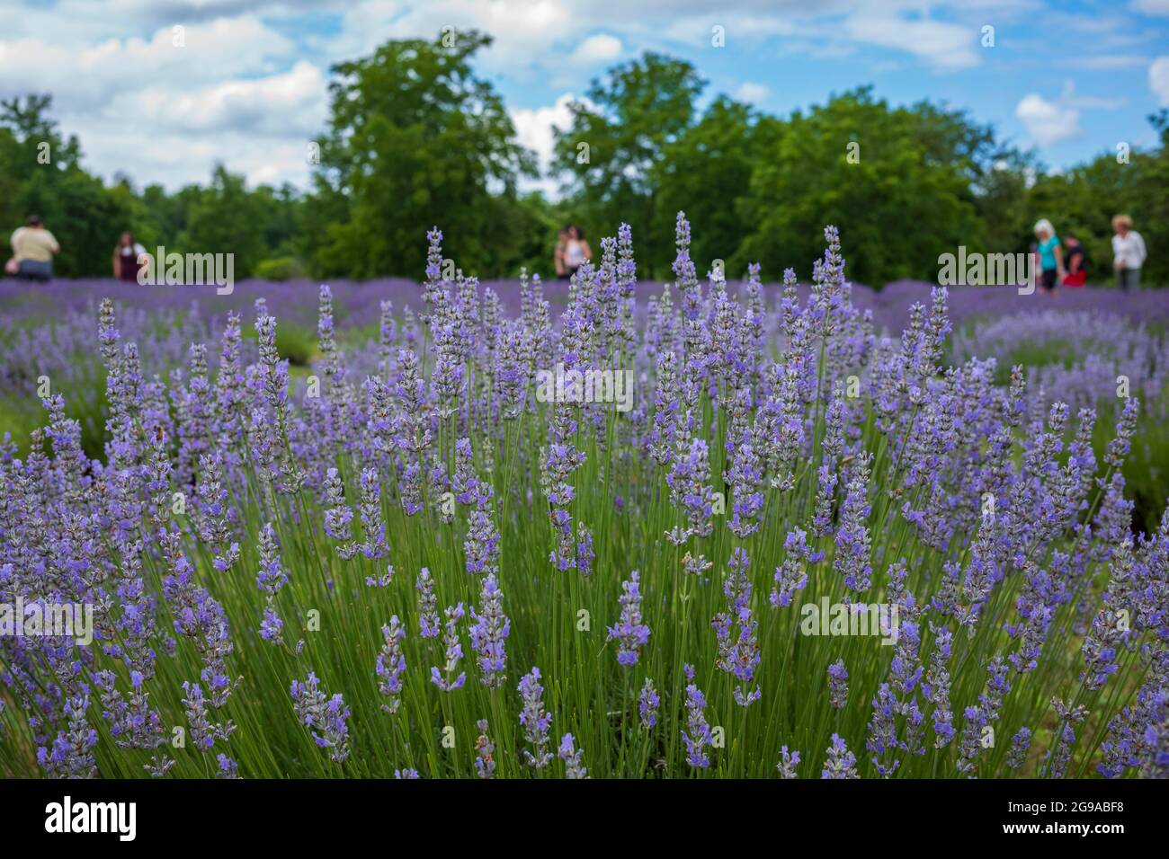 Red Creek, NY/USA - 10. Juli 2021: Festivalbesucher besuchen das New York Lavender Festival auf der Ol'Factory Lavender Farm, kurz nachdem der Staat New York COVID aufgehoben hatte Stockfoto