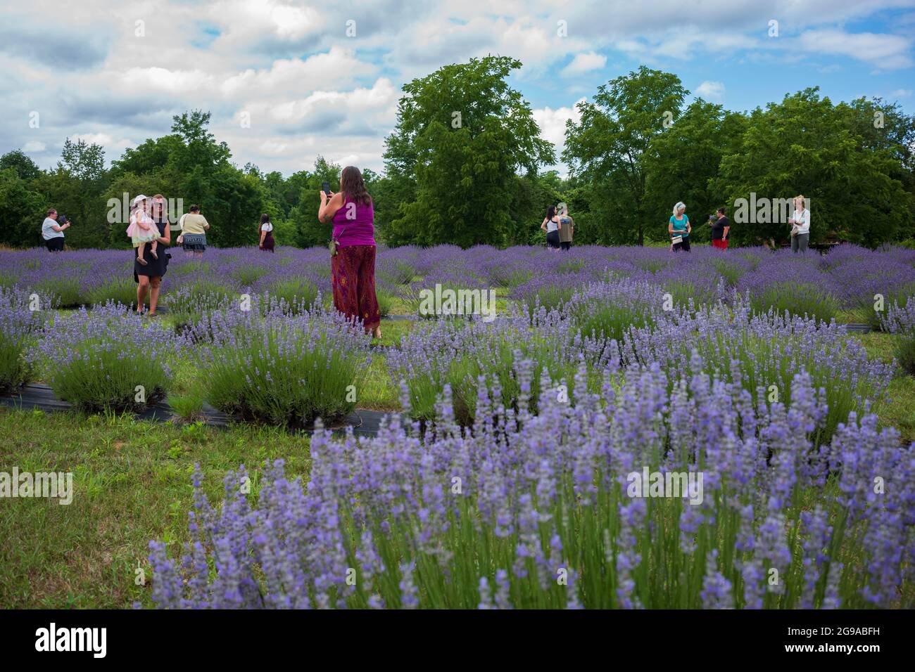 Red Creek, NY/USA - 10. Juli 2021: Festivalbesucher besuchen das New York Lavender Festival auf der Ol'Factory Lavender Farm, kurz nachdem der Staat New York COVID aufgehoben hatte Stockfoto