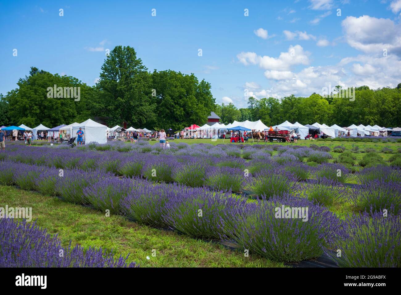 Red Creek, NY/USA - 10. Juli 2021: Festivalbesucher besuchen das New York Lavender Festival auf der Ol'Factory Lavender Farm, kurz nachdem der Staat New York COVID aufgehoben hatte Stockfoto