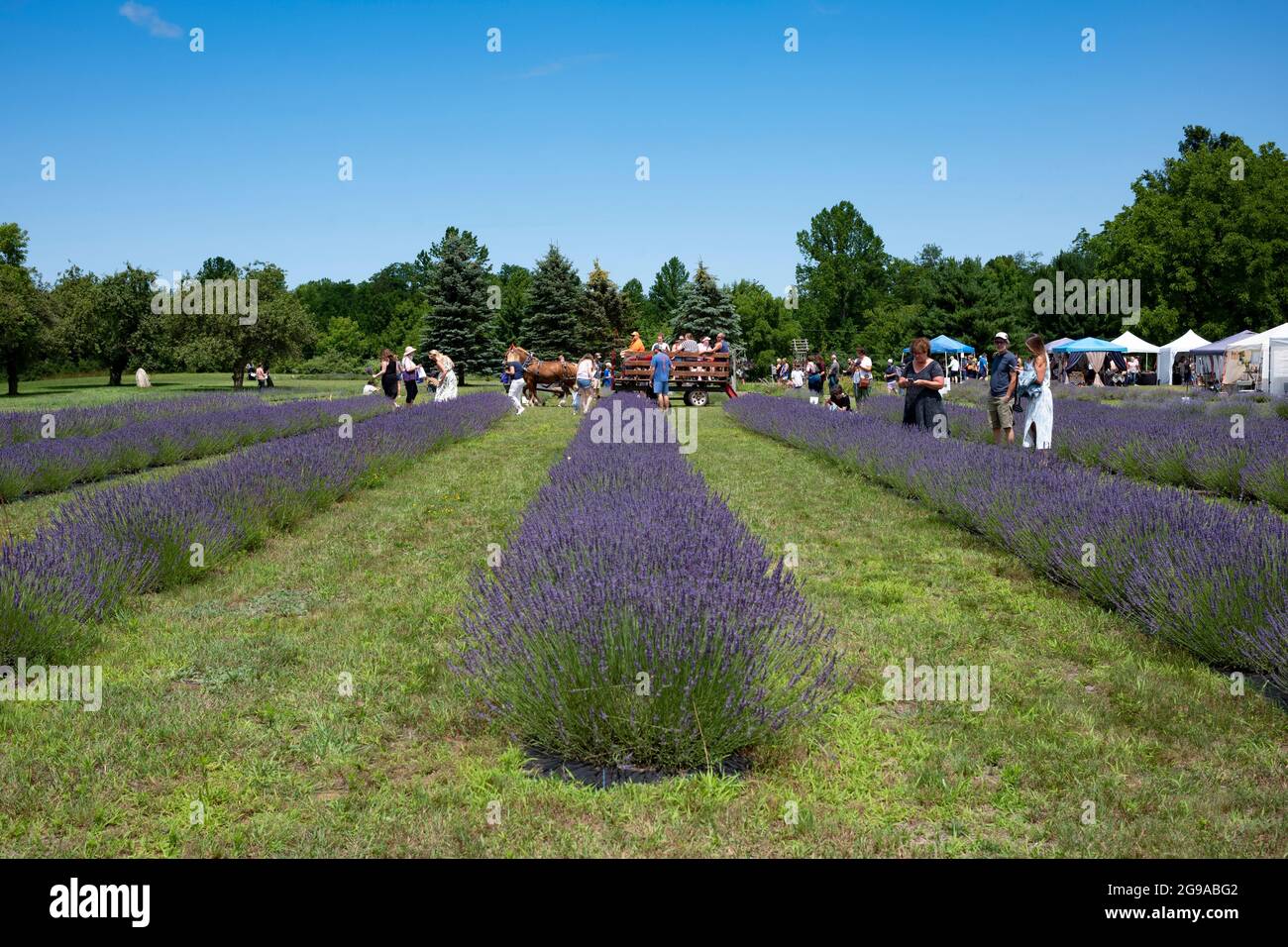 Red Creek, NY/USA - 10. Juli 2021: Festivalbesucher besuchen das New York Lavender Festival auf der Ol'Factory Lavender Farm, kurz nachdem der Staat New York COVID aufgehoben hatte Stockfoto