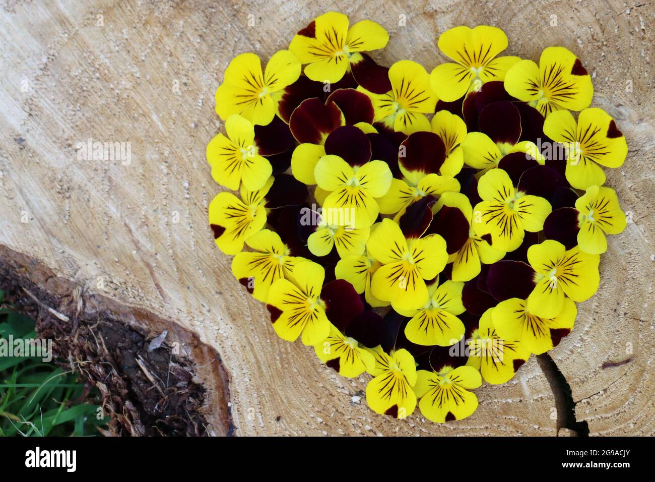 Ein Herz bestehend aus Hornveilchenblüten liegt auf einer Baumscheibe Stockfoto