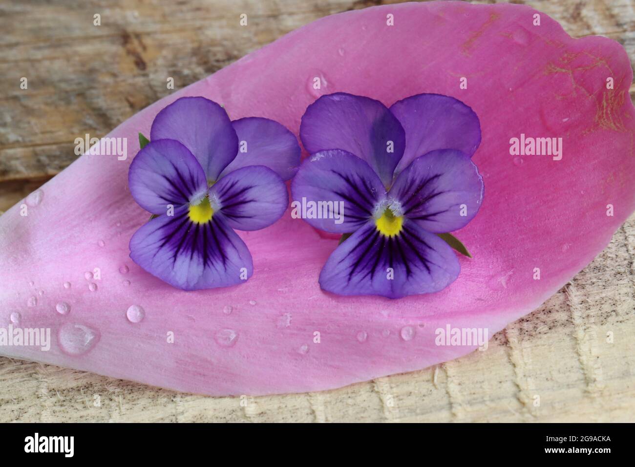 Zwei Blüten von Viola cornuta liegen auf einem Pfingstrosenblatt, das mit einem Holzbrett unterlegt ist Stockfoto