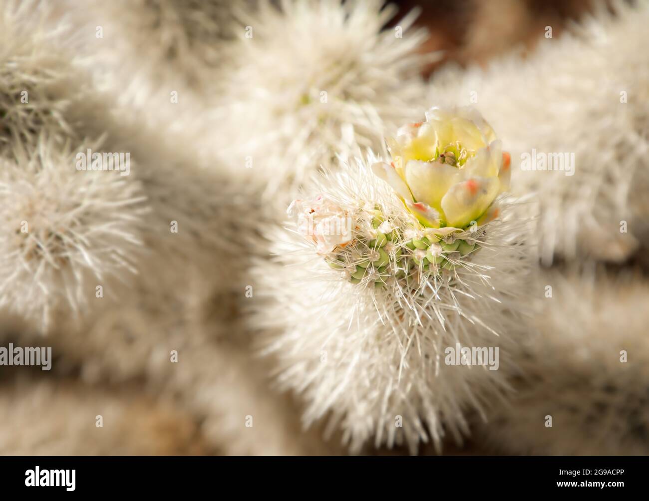 Nahaufnahme eines Teddybären-Kaktus auf dem Cholla Cactus Nature Trail, Joshua Tree National Park California Stockfoto