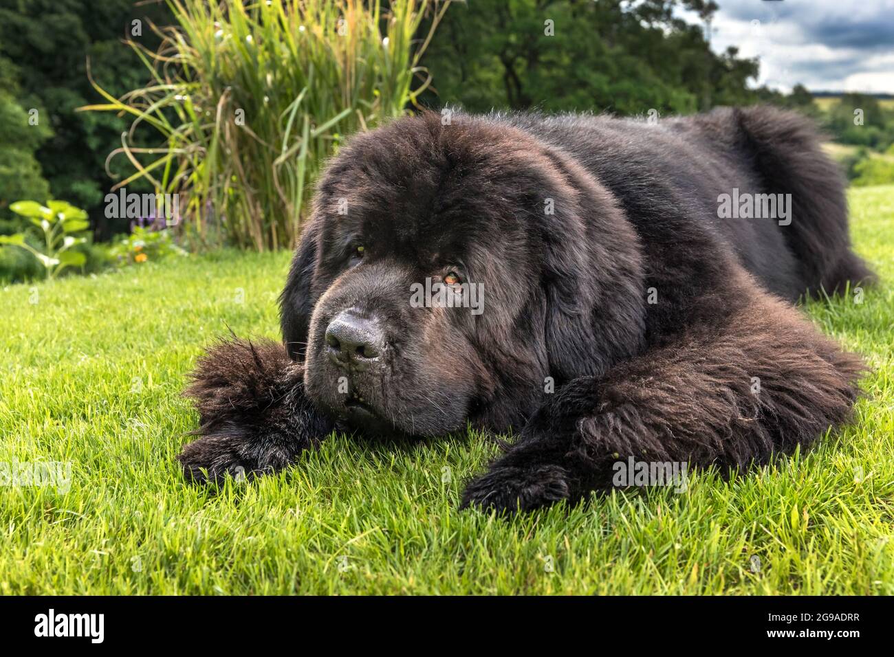 Neufundland Hund brüten in einem Outdoor. Großer Hund auf einem grünen Feld. Rettungshund. Zeigen Rasse des Hundes. Stockfoto