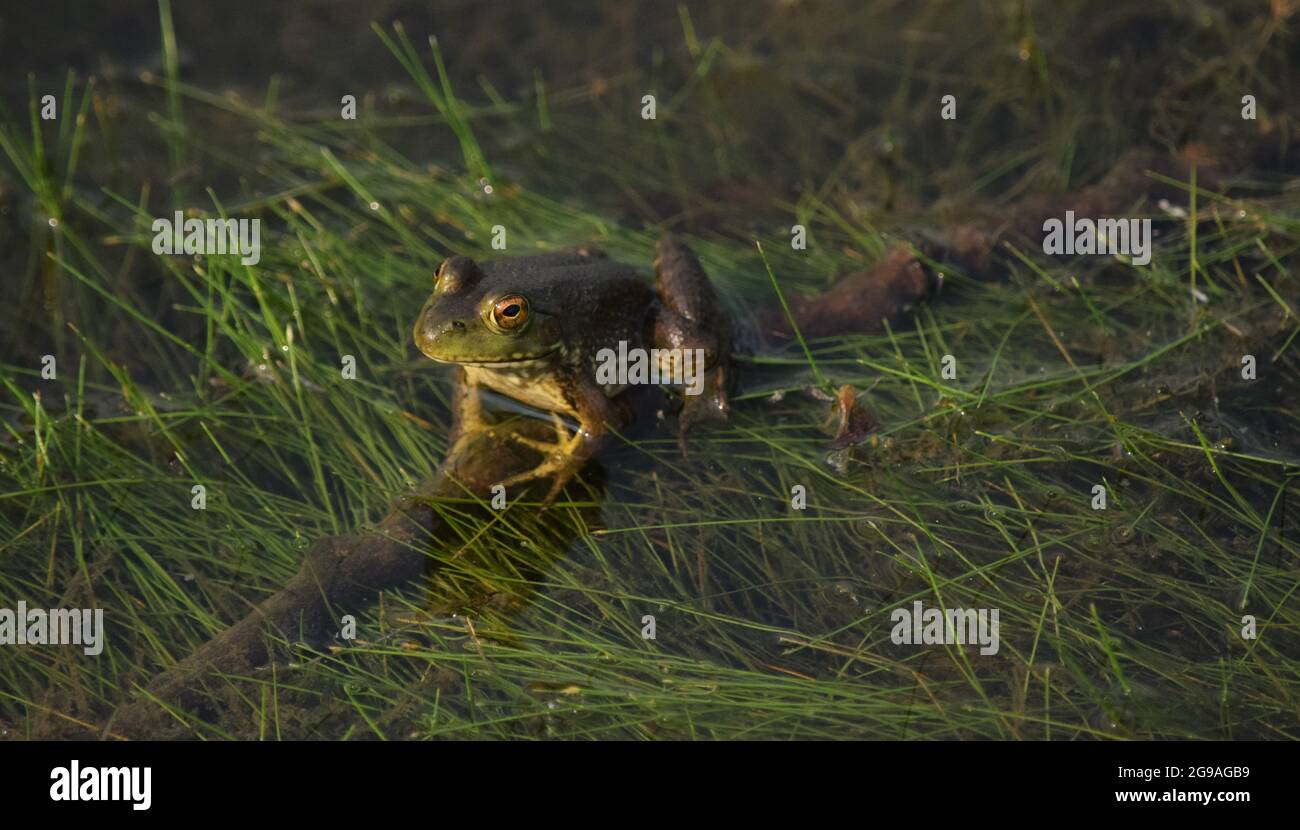 American Bullfrog Frosch im Wasser am Teich Stockfotografie - Alamy