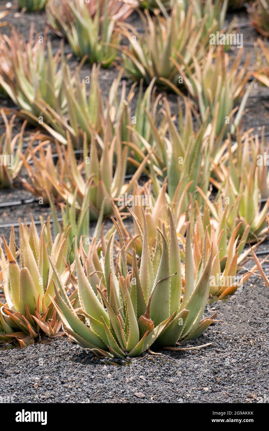 gelee hydratante aloe vera Easy Pouss
