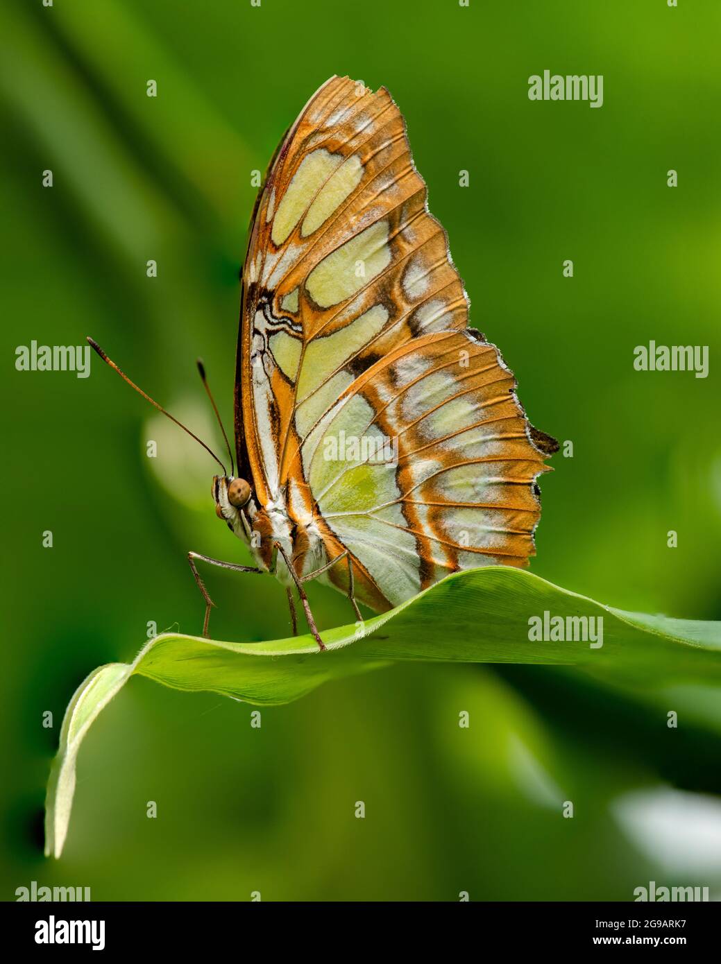 Schmetterling auf grünem Hintergrund - Jersey Zoo (Durrell) Stockfoto