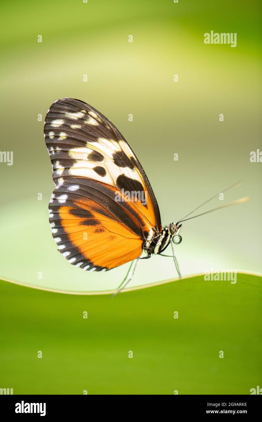 Schmetterling auf grünem Hintergrund - Jersey Zoo (Durrell) Stockfoto