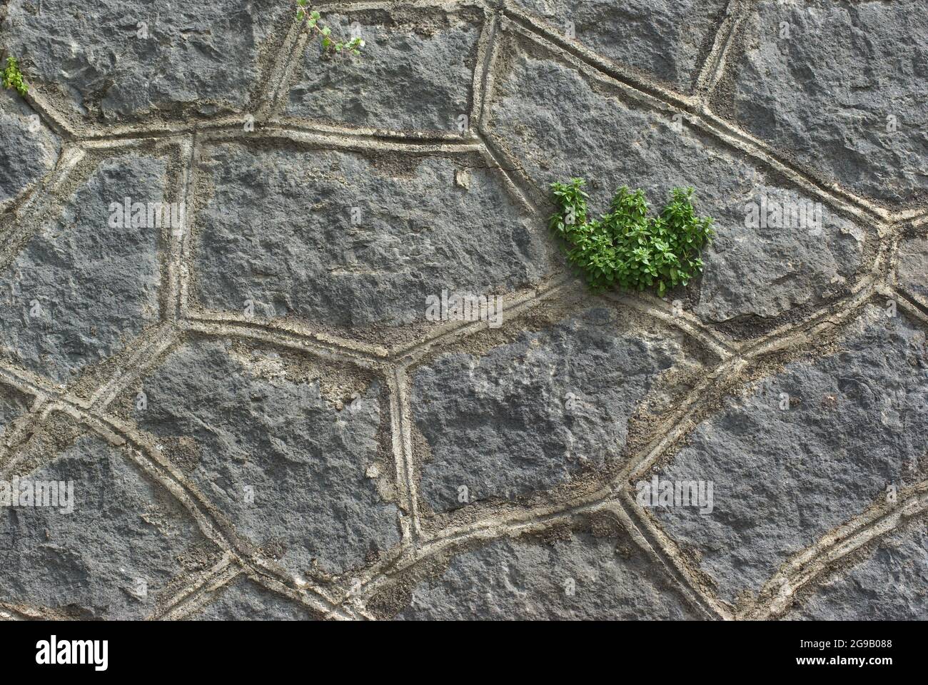 Hintergrund einer polygonalen Steinmauer mit wilden Blättern Stockfoto