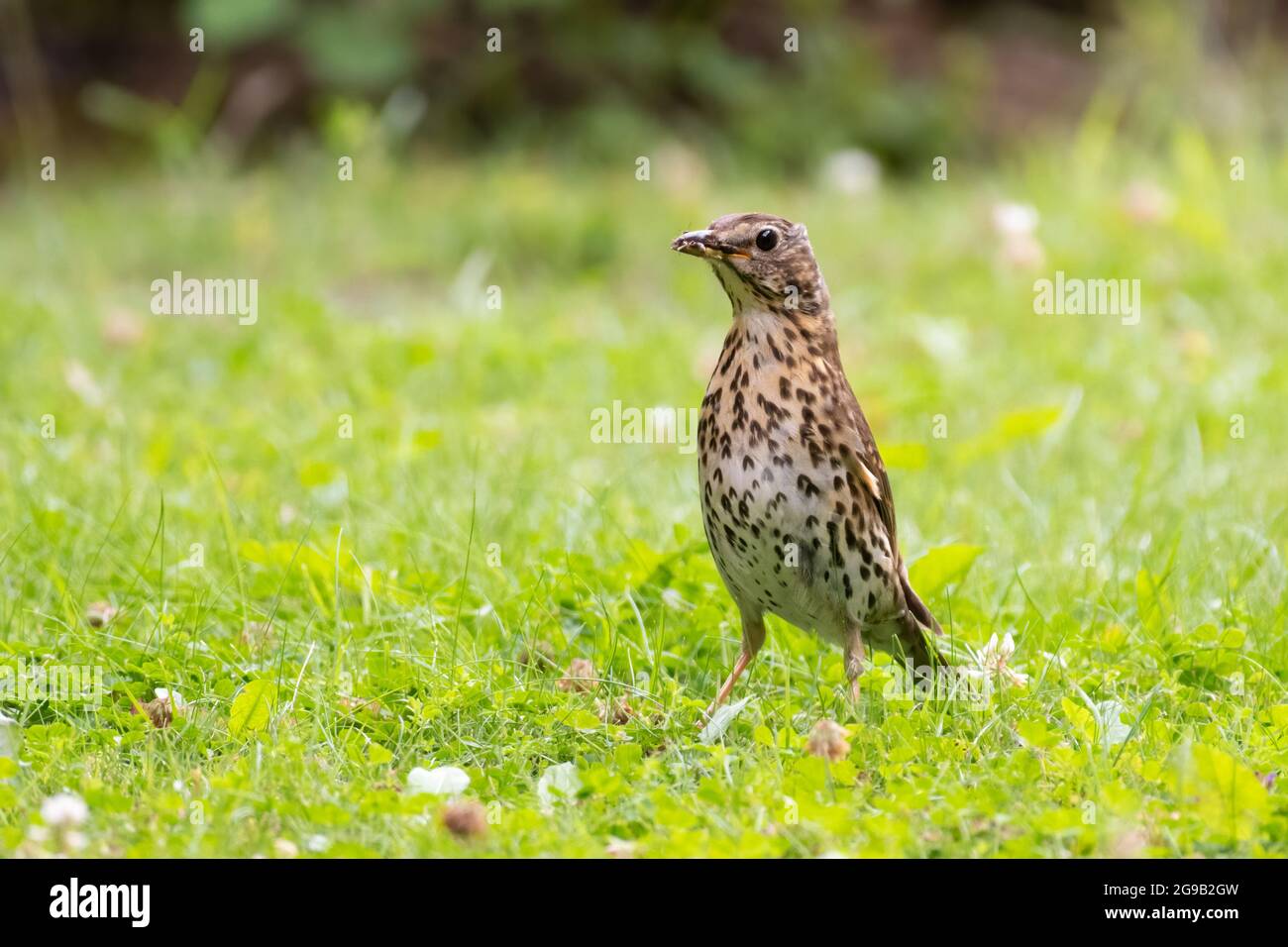 Song Thrush (Turdus philomelos) steht aufrecht auf einem Rasen mit einem Insekt im Schnabel Stockfoto