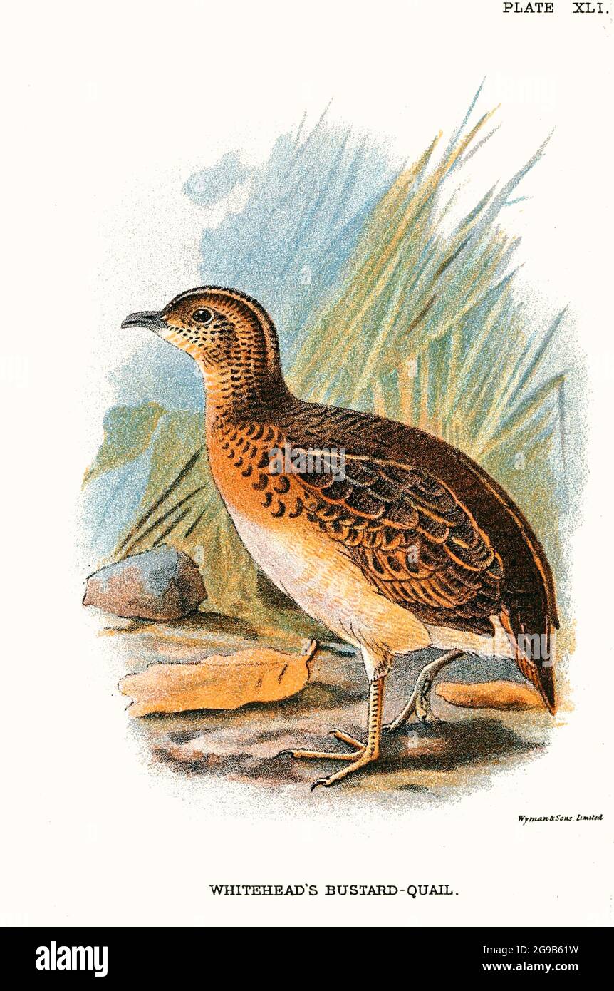 Vintage Illustrationen Gamebirds Stockfoto