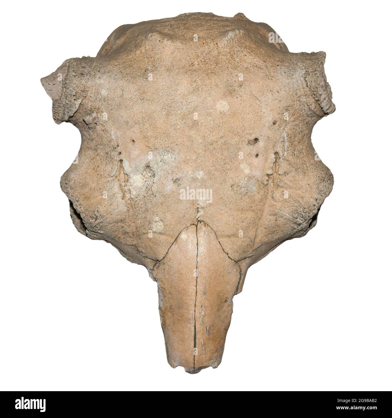 Schädel eines uralten Tierbisons, isolieren. Stockfoto
