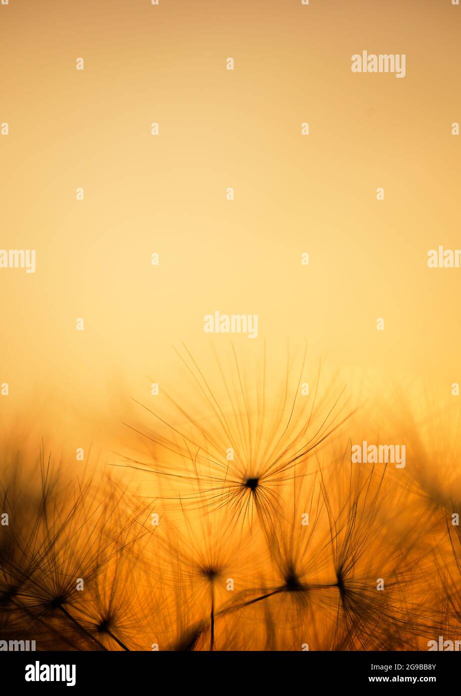Nahaufnahme des Löwenzahns Stockfoto