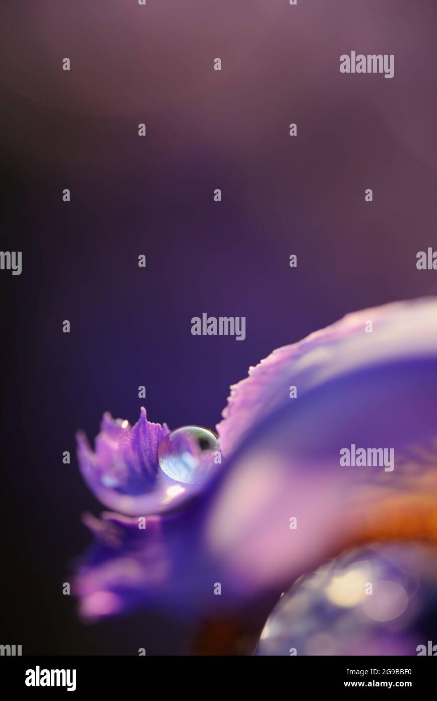 Nahaufnahme des violetten Blütenblatts mit Wassertropfen Stockfoto