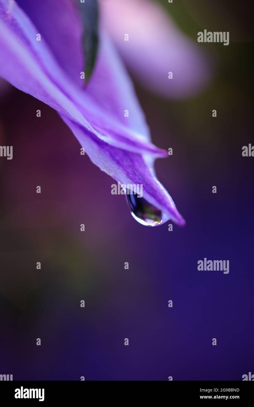 Nahaufnahme des violetten Blütenblatts mit Wassertropfen Stockfoto