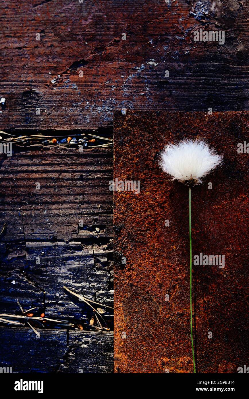 Texturen und eine einzelne Blume mit Samenkopf Stockfoto