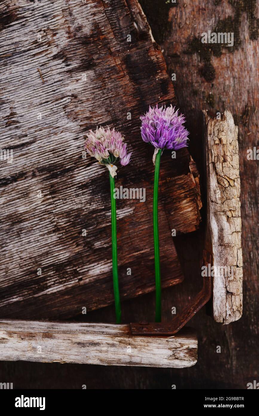 Bärlauch auf altem Holz Stockfoto