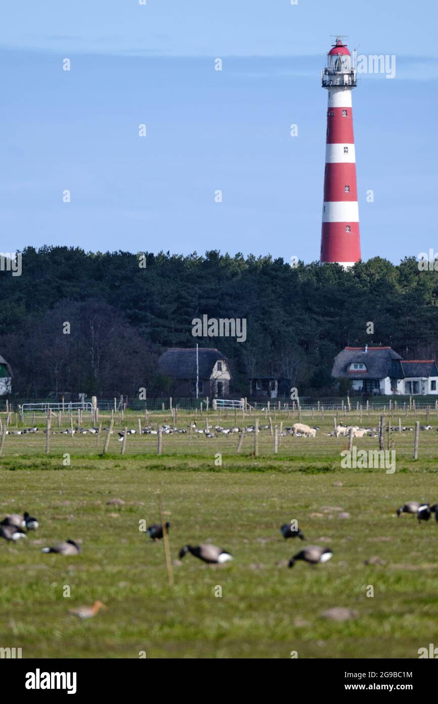 Typische holländische Landschaft mit Leuchtturm von Hollum, Amelanda Farm, Ackerland mit unscharfen Gänsen im Vordergrund. Die niederländischen Landwirte leiden darunter Stockfoto