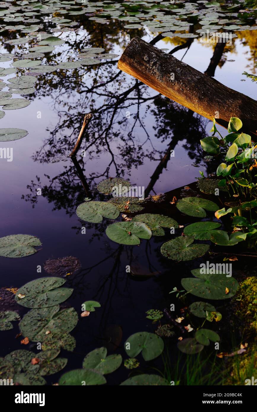 Lily Pads und Reflexionen in einem Teich. Stockfoto
