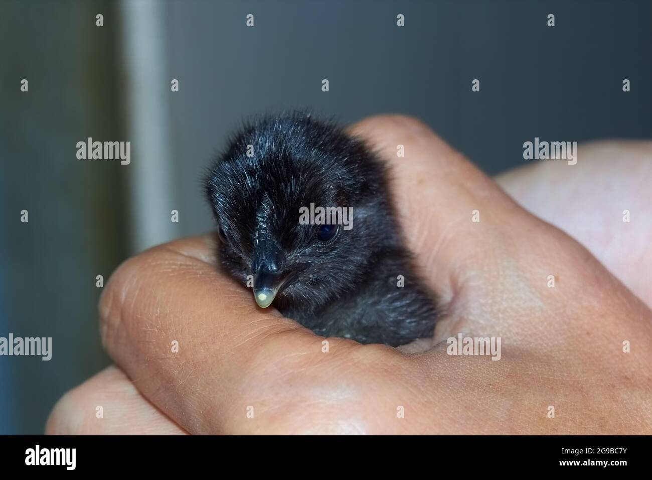 Live kleine schwarze Huhn in der Hand Stockfoto