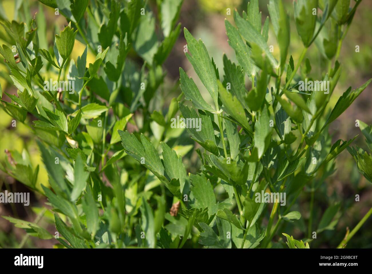 Frisches, biologisches Liebstöckel im Garten, eine große essbare weißblühende Pflanze der Familie der Petersilie, Kräuterkonzept Stockfoto