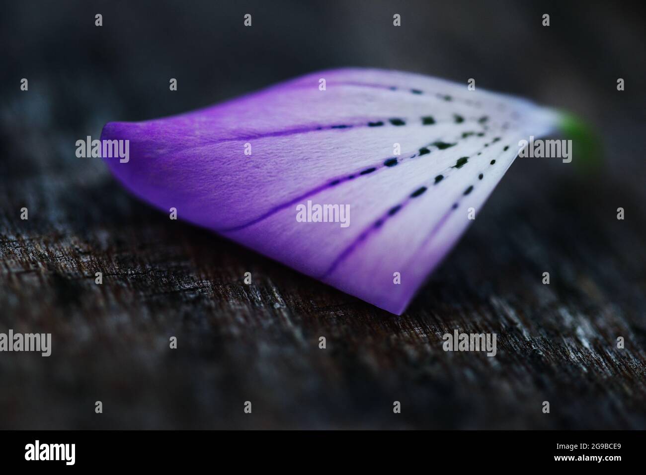 Nahaufnahme des violetten Blütenblattes Stockfoto