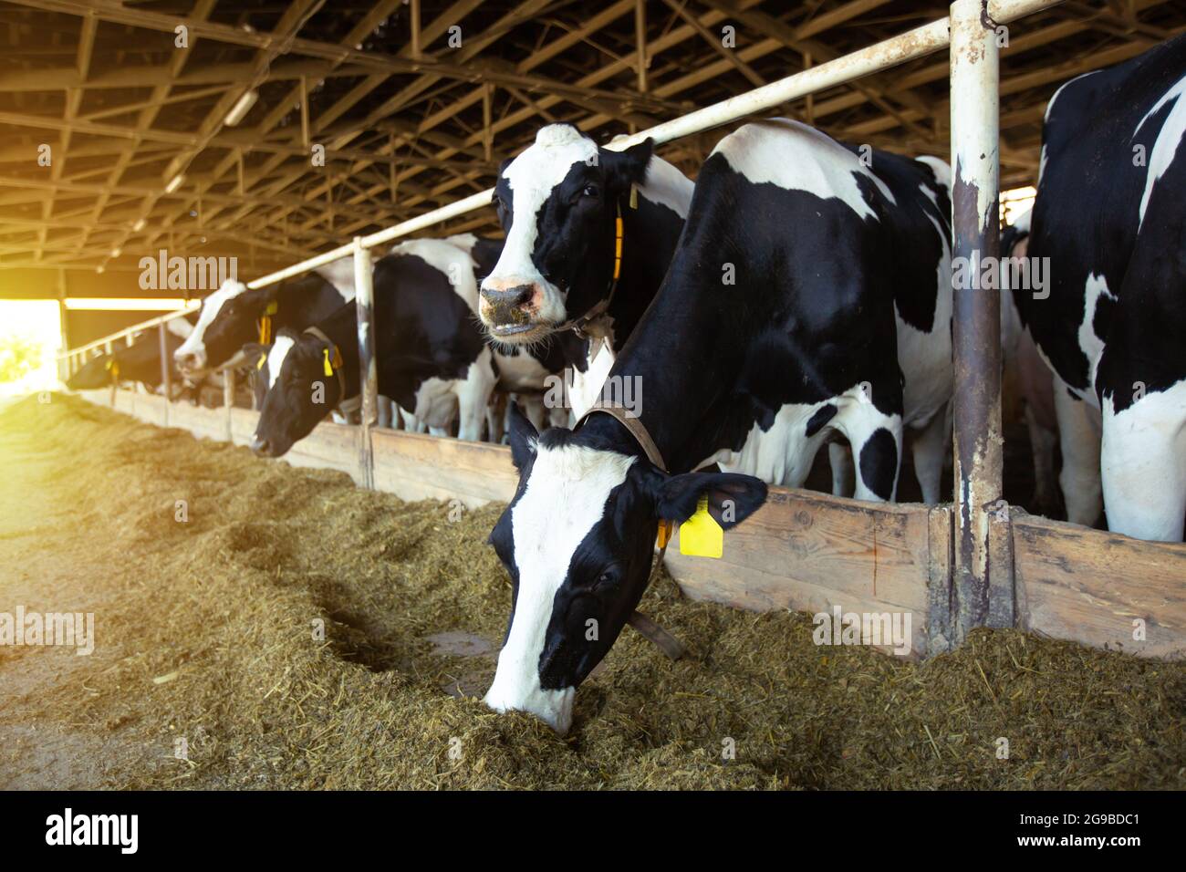 Landwirtschaftliche Konzept, Tagebuch Kühe essen ein Heu in modernen freien Viehstall oder Kuhstall für die Destillation von Milch, Tier-und Lebensmittelkonzept Stockfoto