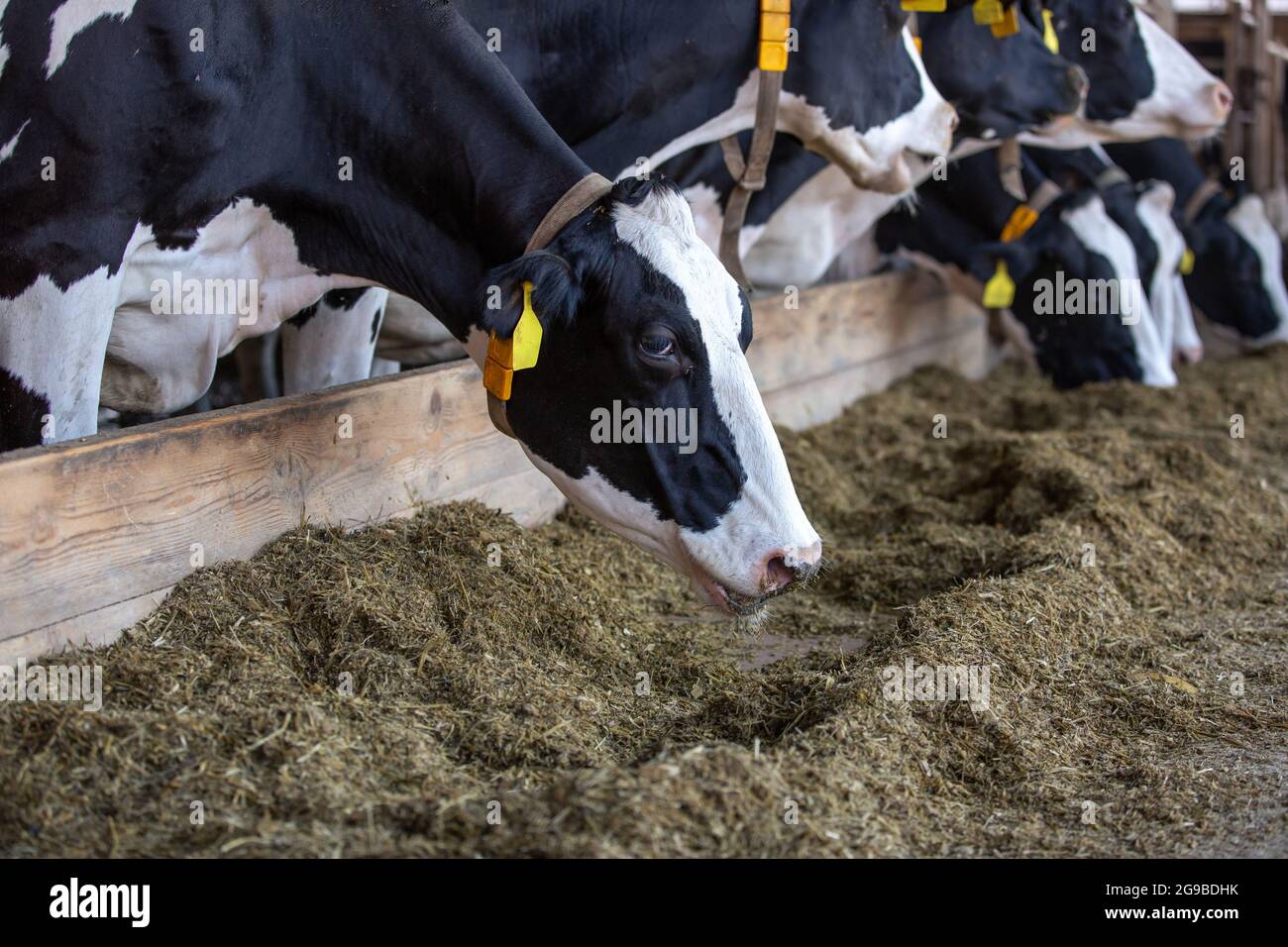 Landwirtschaftliche Konzept, Tagebuch Kühe essen ein Heu in modernen freien Viehstall oder Kuhstall für die Destillation von Milch, Tier-und Lebensmittelkonzept Stockfoto