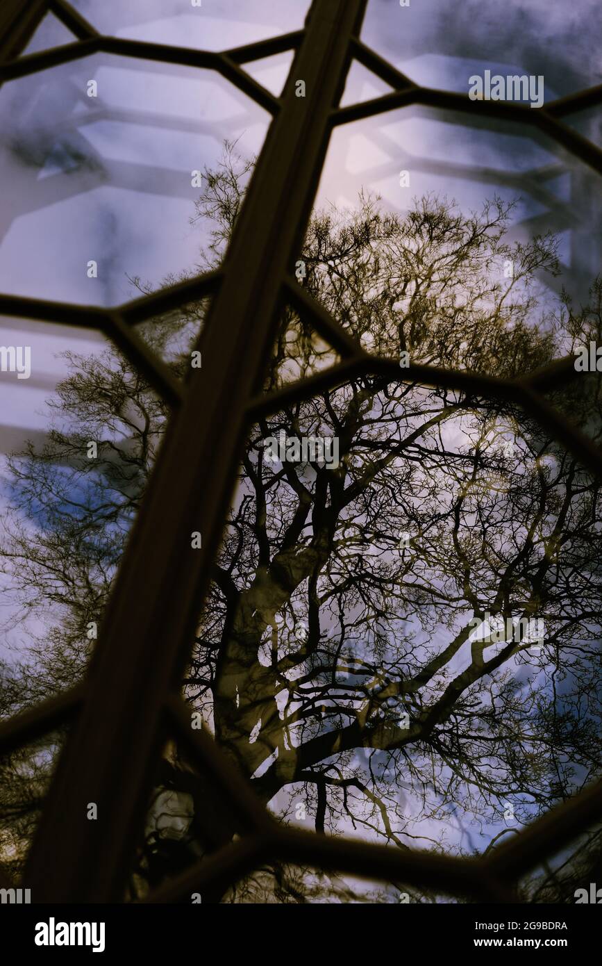 Altes Bleifenster mit Wald reflektiert Stockfoto