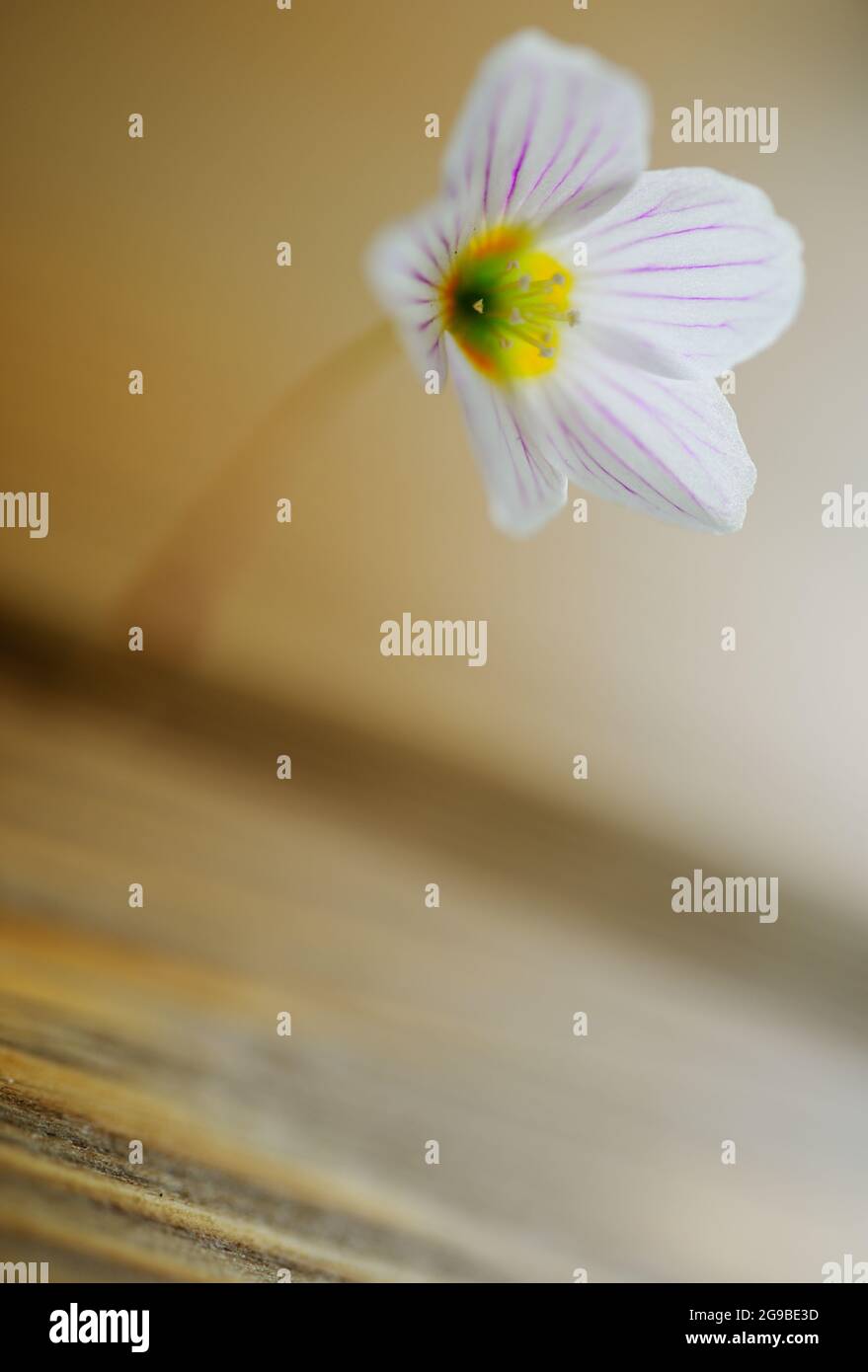 Kleine weiße Blume mit gelbem Zentrum Stockfoto