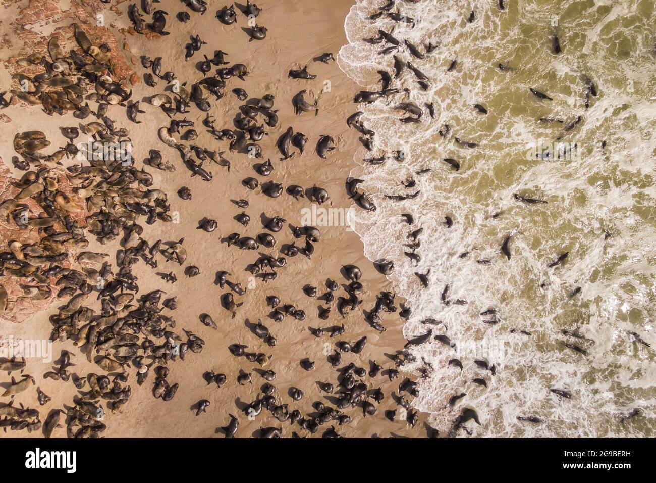 Luftaufnahme der Robben im Cape Cross Seal Reserve an der Skeleton Coast in Namibia. Stockfoto