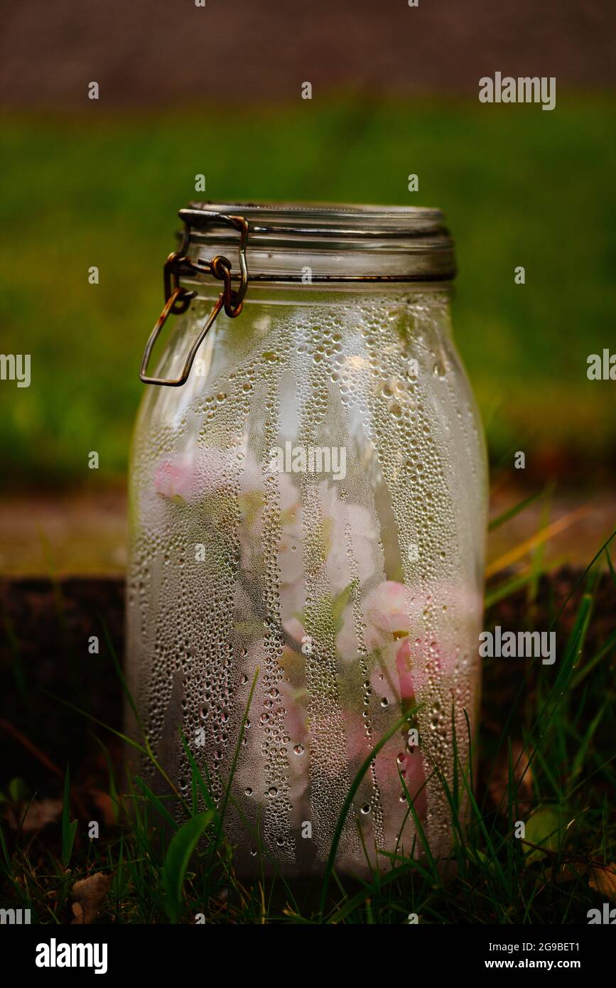 Glas mit kleinen Blumen innen Stockfoto