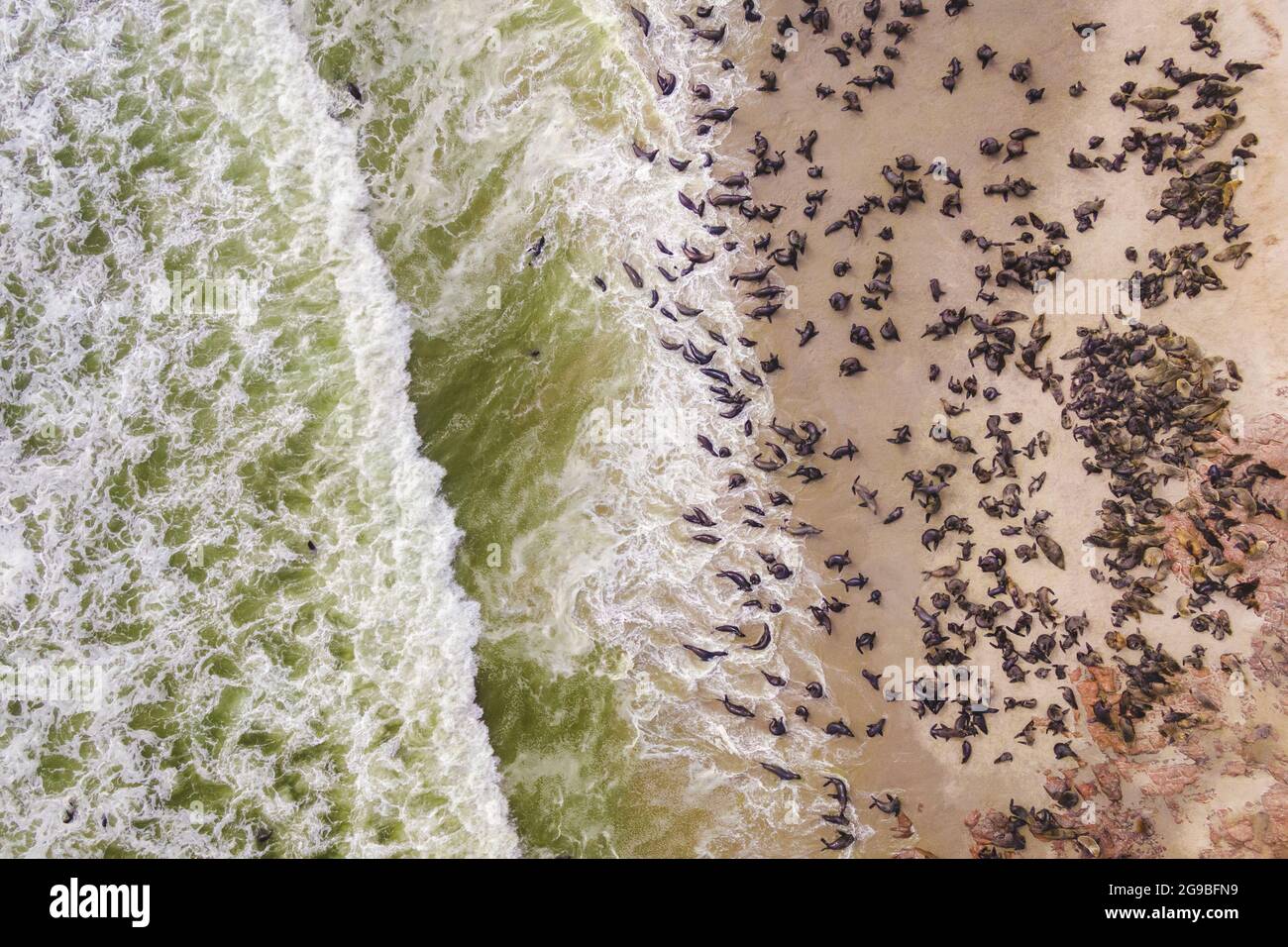 Luftaufnahme der Robben im Cape Cross Seal Reserve an der Skeleton Coast in Namibia. Stockfoto